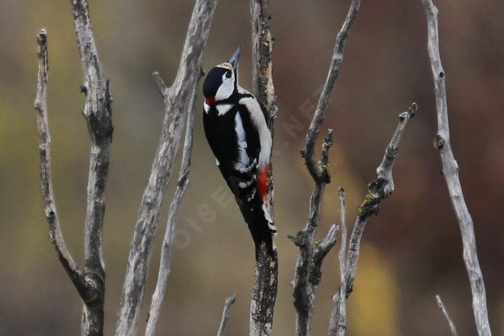 Great Spotted Woodpecker