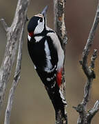 Great Spotted Woodpecker