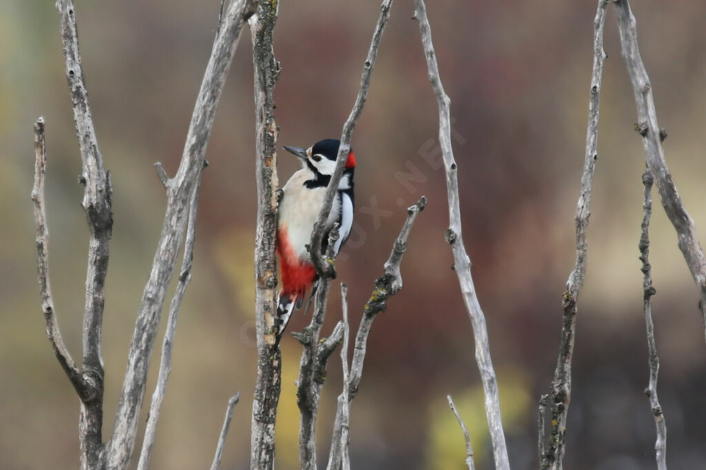 Great Spotted Woodpecker