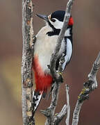 Great Spotted Woodpecker