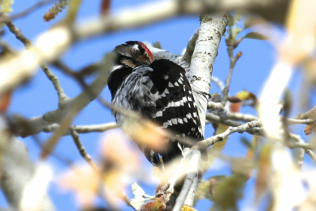 Lesser Spotted Woodpecker