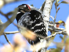 Lesser Spotted Woodpecker