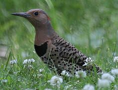 Northern Flicker