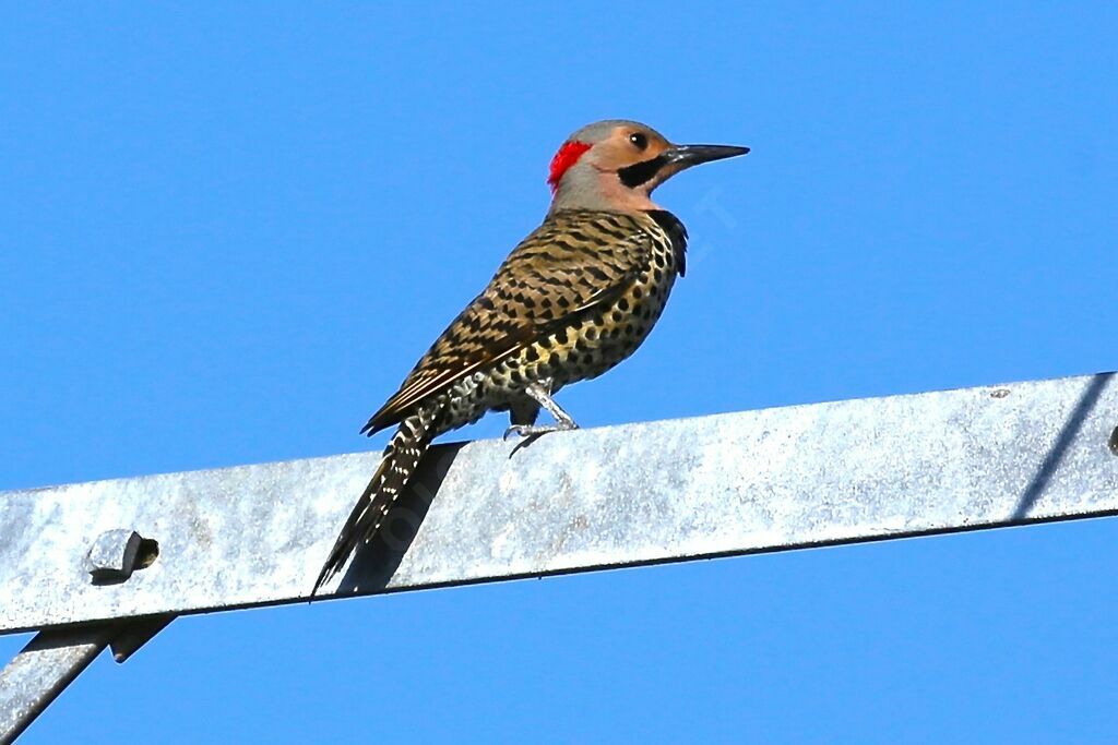 Northern Flicker