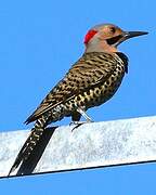 Northern Flicker