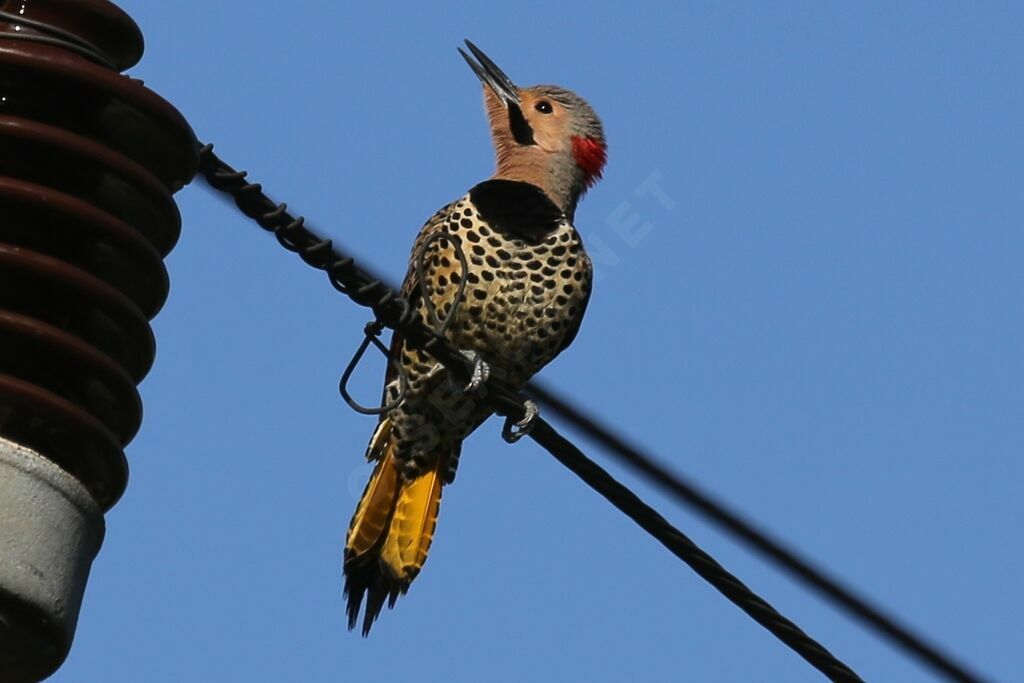 Northern Flicker