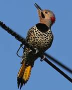 Northern Flicker