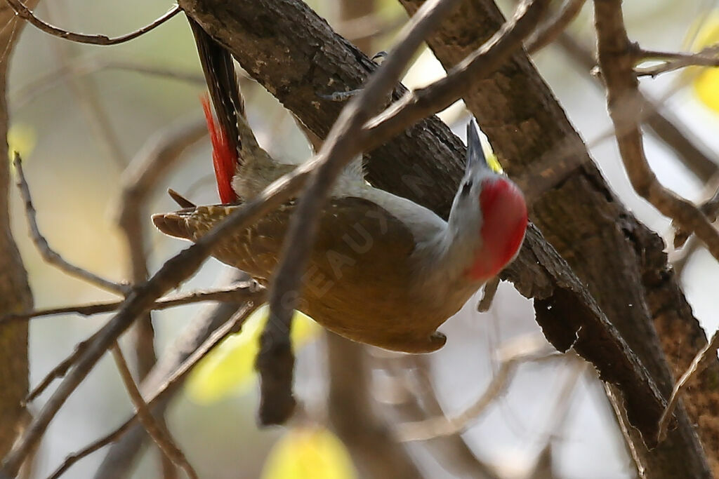 African Grey Woodpecker