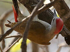 African Grey Woodpecker