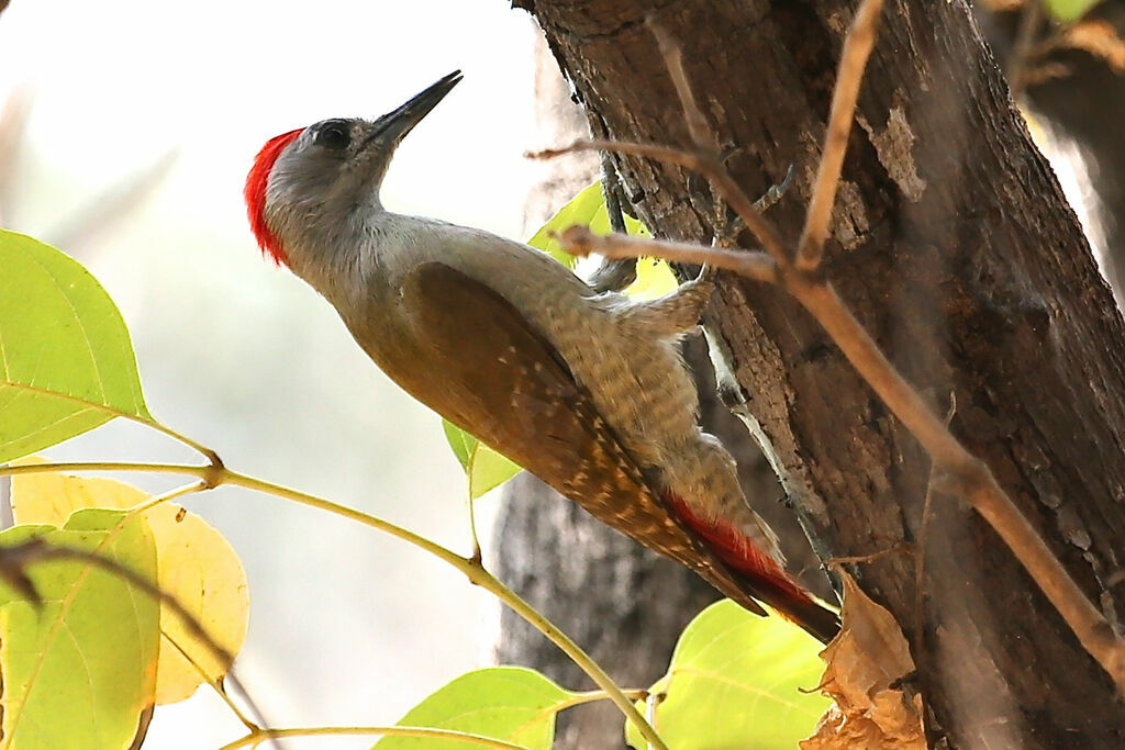 African Grey Woodpecker