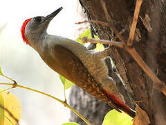 African Grey Woodpecker