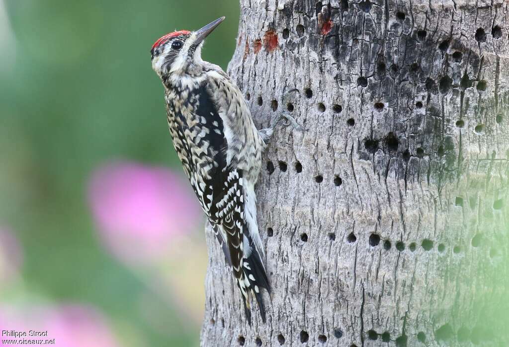 Yellow-bellied Sapsucker female adult, identification