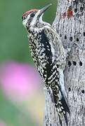 Yellow-bellied Sapsucker