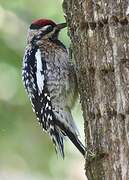 Yellow-bellied Sapsucker