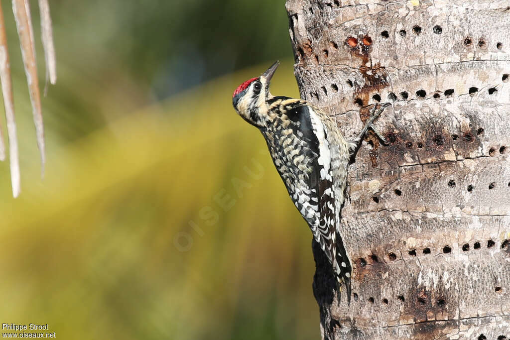 Yellow-bellied Sapsucker female adult, pigmentation, eats