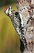 Yellow-bellied Sapsucker