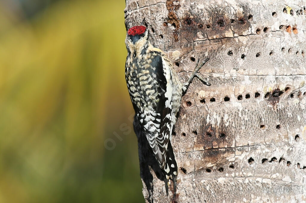 Yellow-bellied Sapsucker