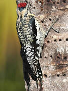 Yellow-bellied Sapsucker