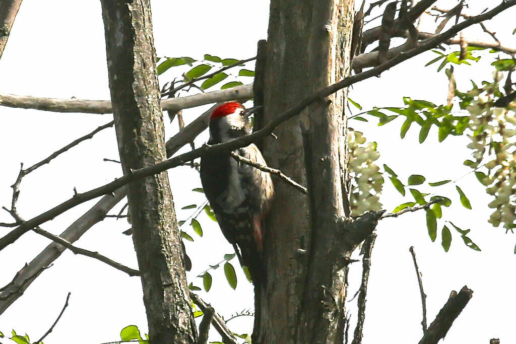 Middle Spotted Woodpecker