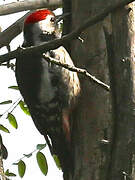 Middle Spotted Woodpecker