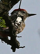 Middle Spotted Woodpecker