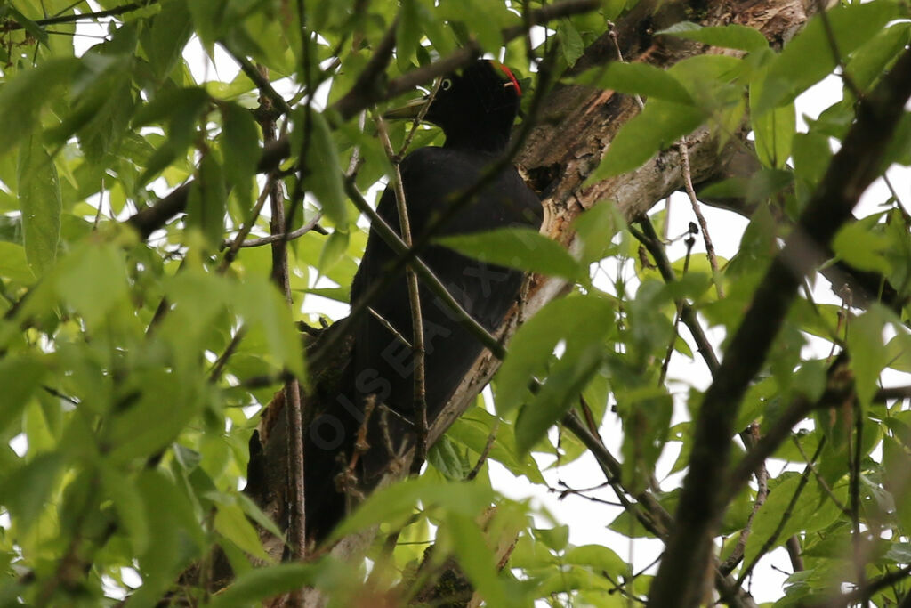 Black Woodpecker