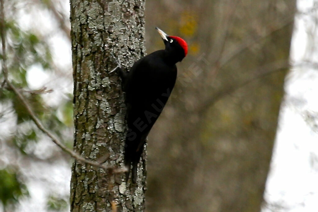 Black Woodpecker