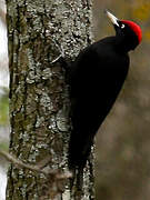 Black Woodpecker