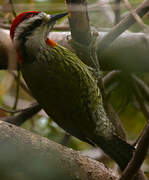 Cuban Green Woodpecker