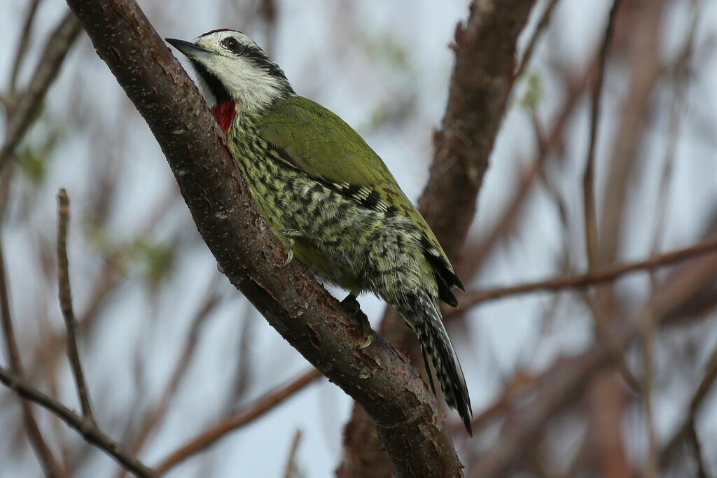 Cuban Green Woodpecker