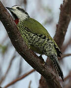 Cuban Green Woodpecker