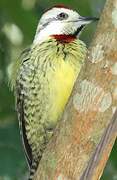 Cuban Green Woodpecker