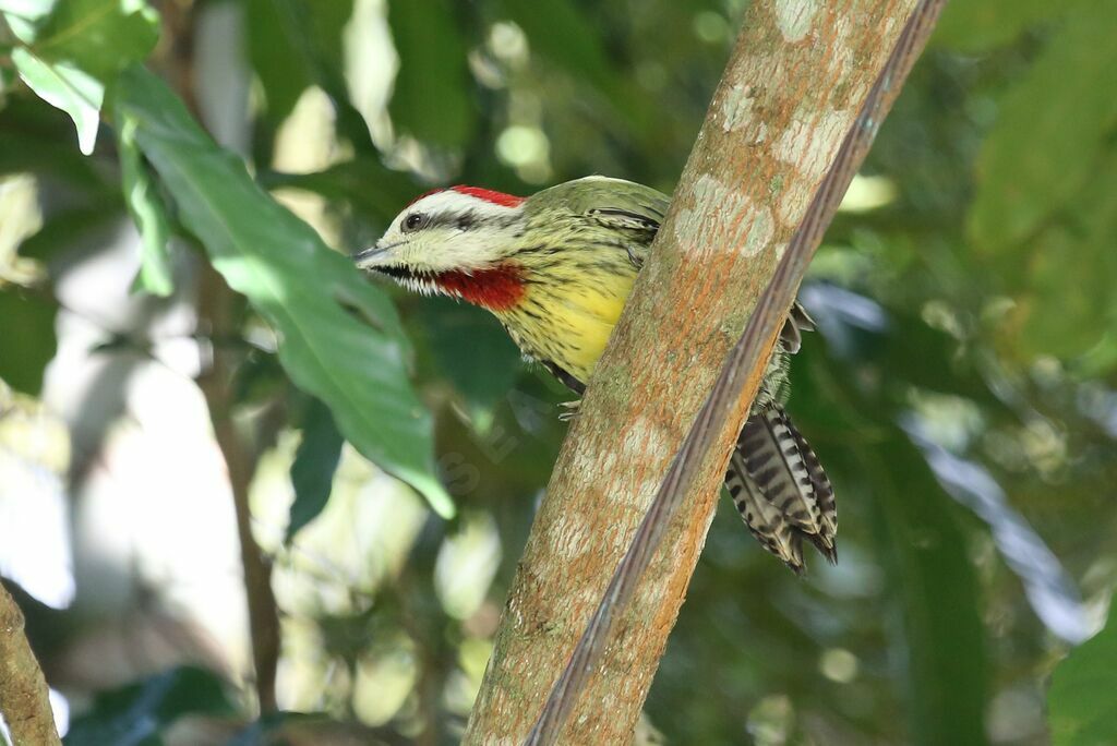 Cuban Green Woodpecker