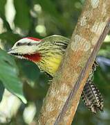 Cuban Green Woodpecker