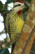 Cuban Green Woodpecker