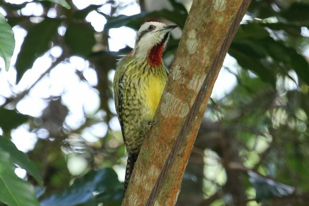 Cuban Green Woodpecker