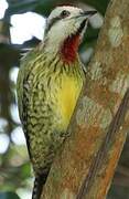 Cuban Green Woodpecker