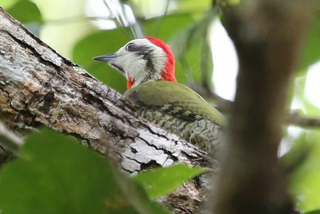 Cuban Green Woodpecker