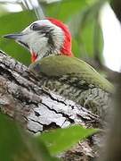 Cuban Green Woodpecker