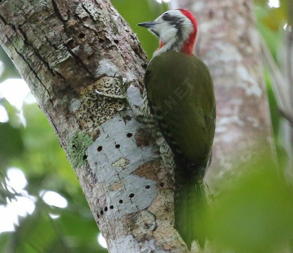 Cuban Green Woodpecker