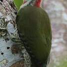 Pic poignardé