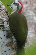 Cuban Green Woodpecker