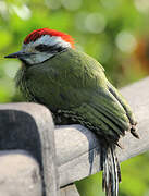 Cuban Green Woodpecker