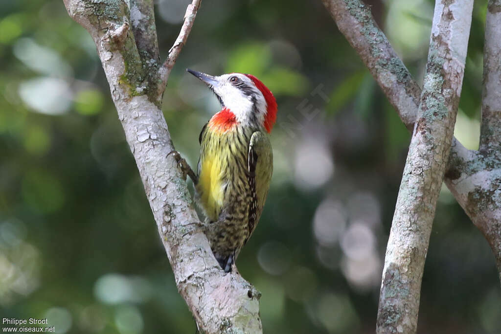 Cuban Green Woodpeckeradult, Behaviour