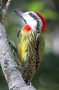 Cuban Green Woodpecker