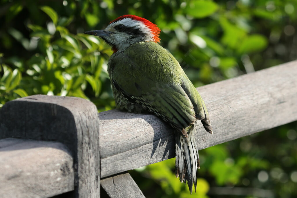 Cuban Green Woodpecker