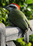 Cuban Green Woodpecker