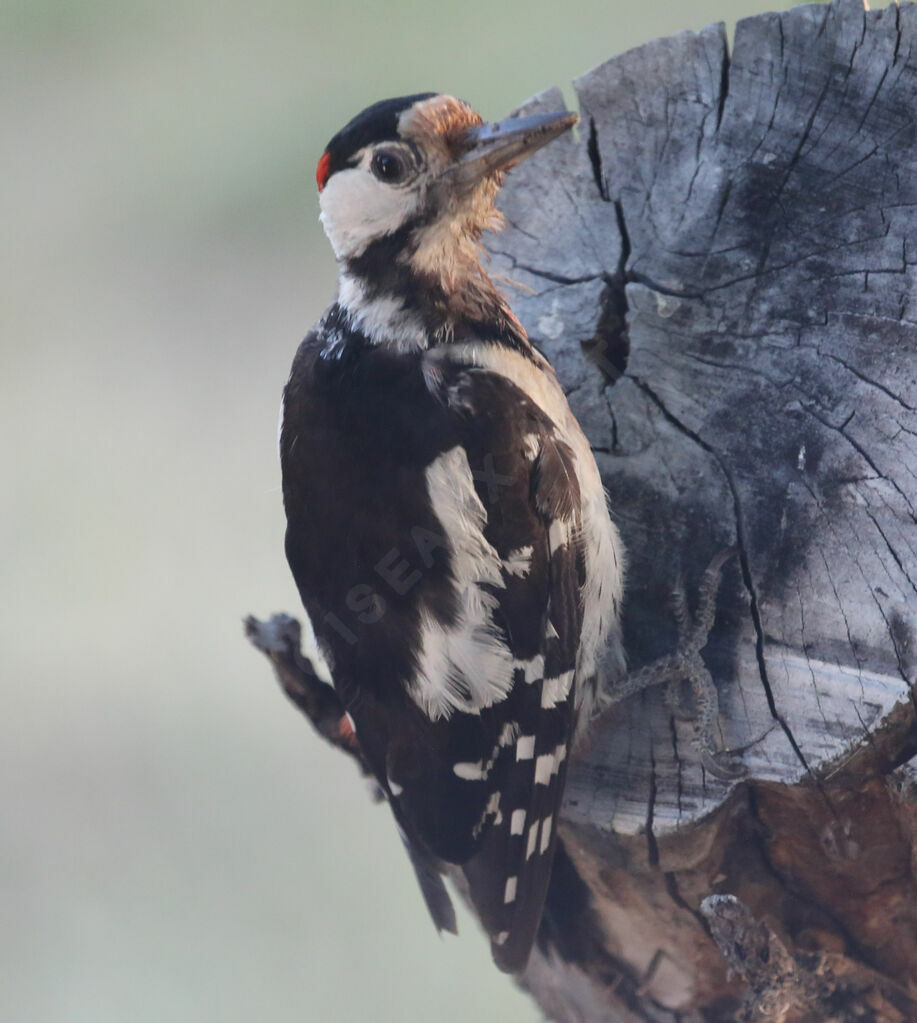 Syrian Woodpecker