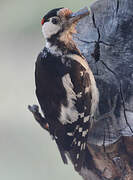 Syrian Woodpecker