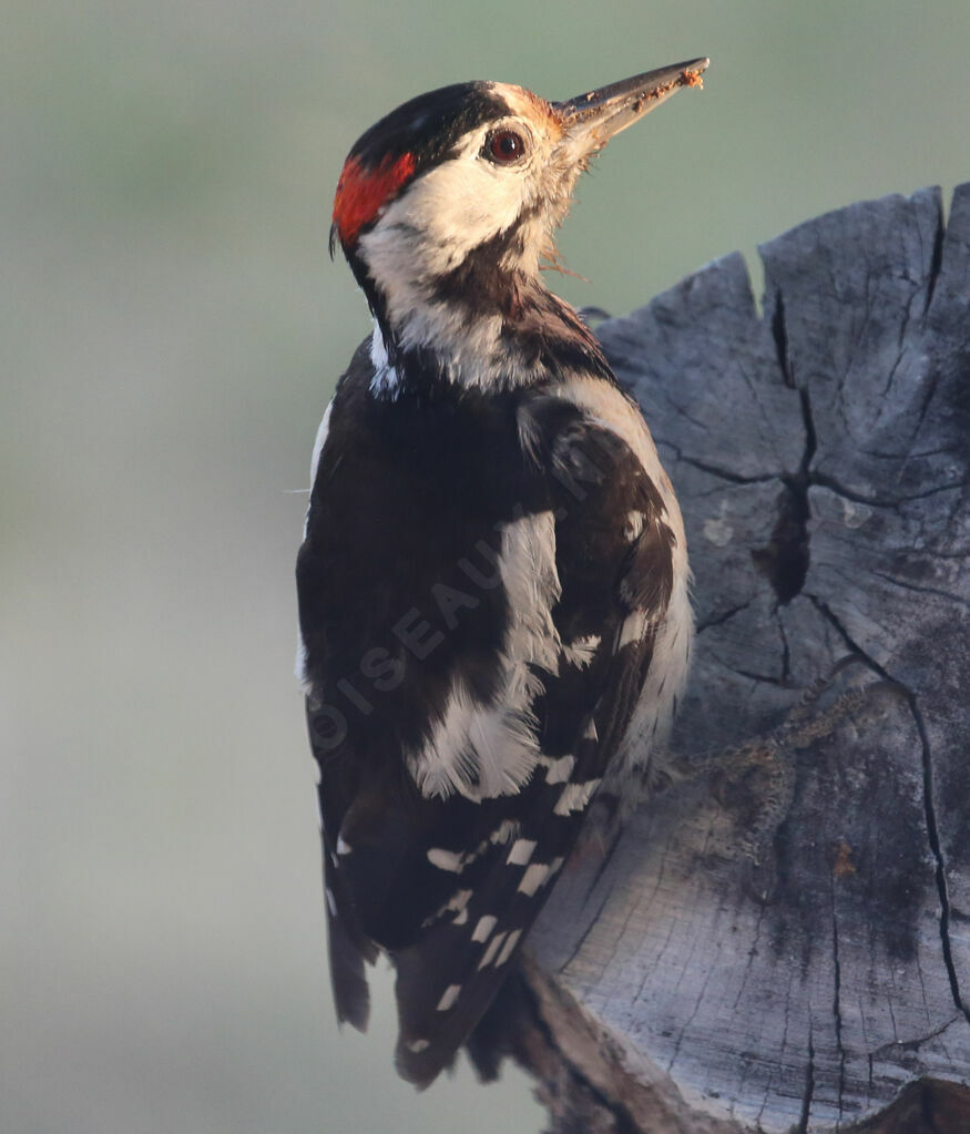 Syrian Woodpecker